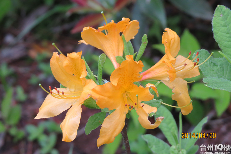 大雷山上的柴爿花含苞待放