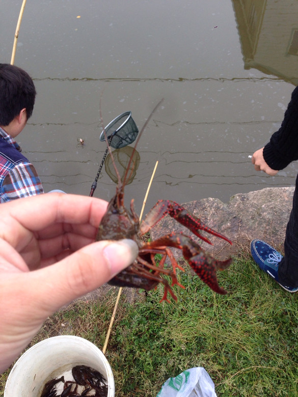 钓龙虾