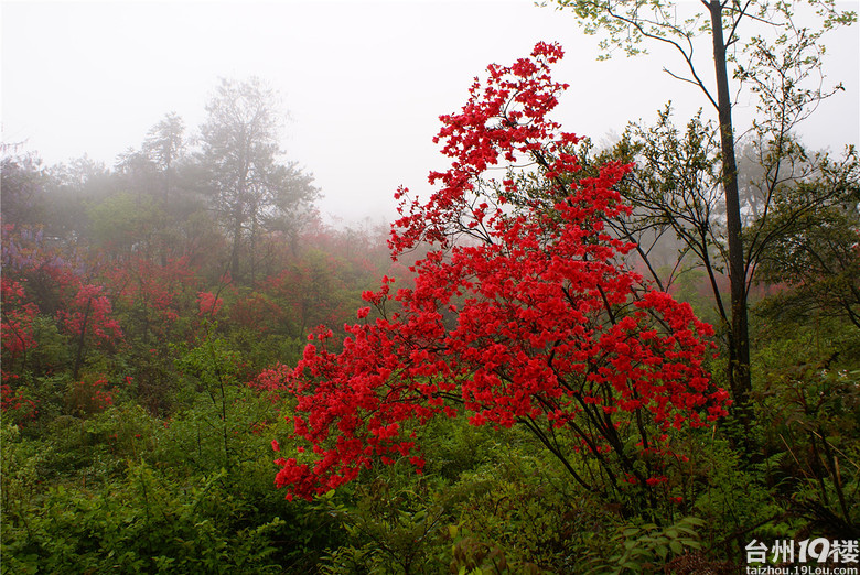 快乐走天涯20140427第二届浙中杜鹃节