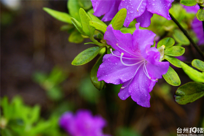 快乐走天涯20140427第二届浙中杜鹃节