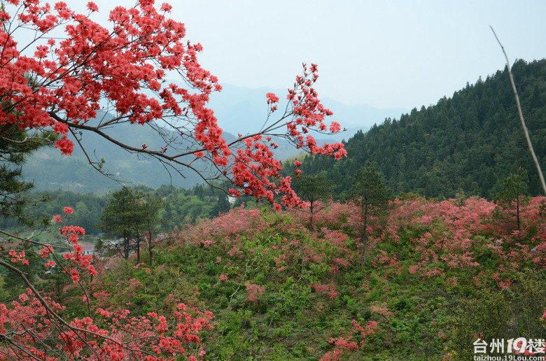 磐安杜鵑花節