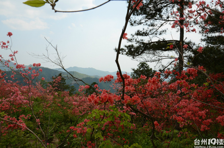 磐安高二杜鹃花节图片