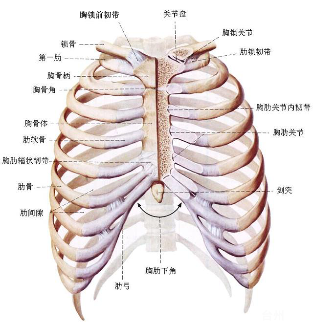 育儿手记咳嗽偏方止痛膏