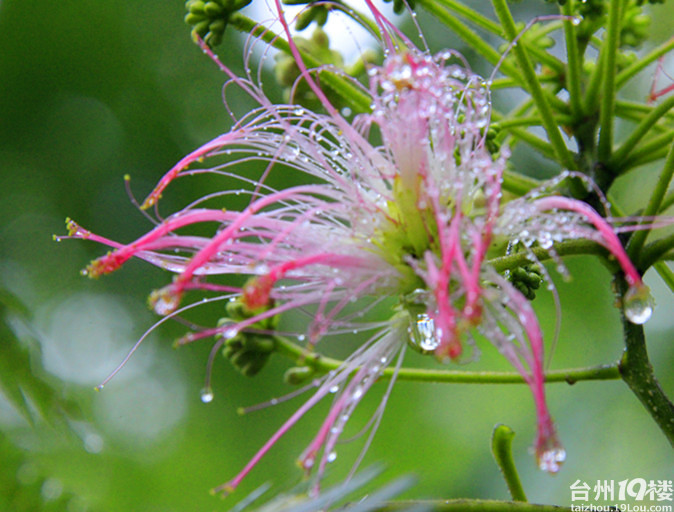 雨中合欢花
