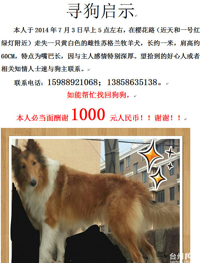 寻狗启示寻找一只黄白色的雌性苏牧现金悬赏