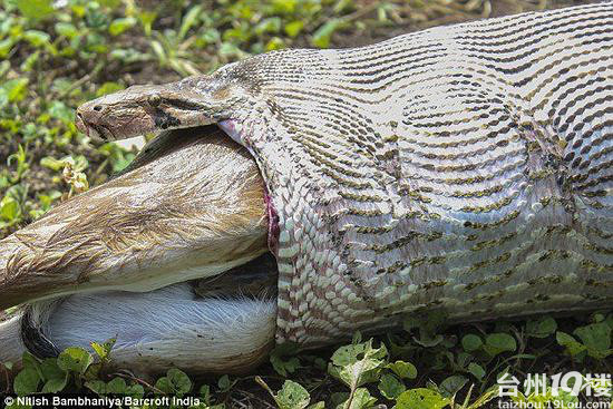 蟒蛇吞下整只牛羚场面犹如狂蟒之灾
