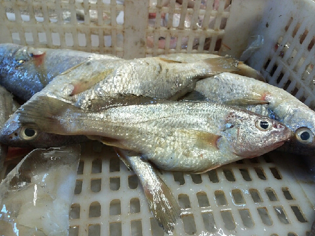 怎样识别佼佼鱼黄三鱼拉爱包鱼