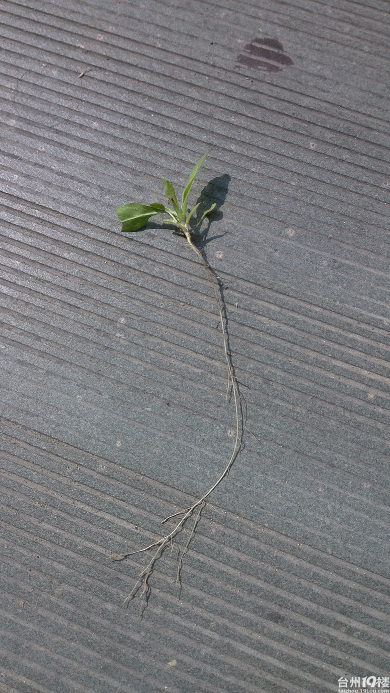 小草的根太长太长了
