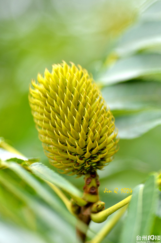 化香树platycaryastrobilaceasiebetzucc