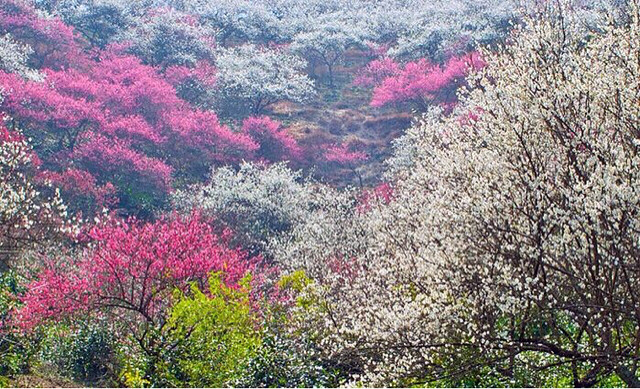 狼牙户外3月8号探秘安吉梅花沟
