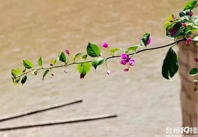 温岭有一个春暖花开面朝大海的村子-游记攻略