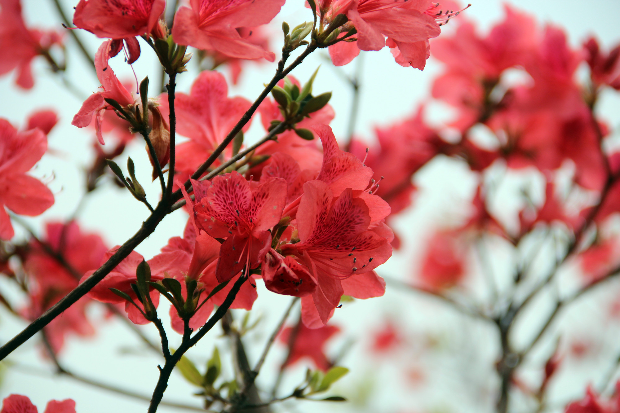 磐安高二杜鹃花节图片