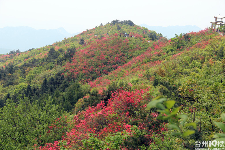 磐安高二杜鹃花节图片