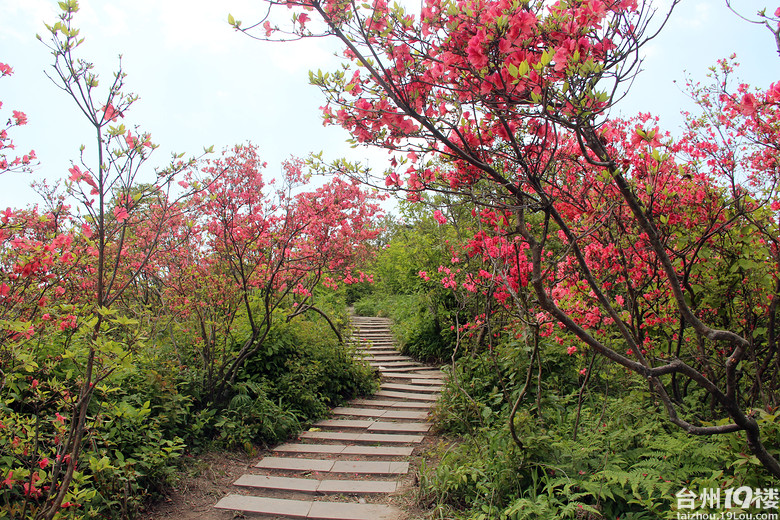 磐安高二杜鹃花节图片