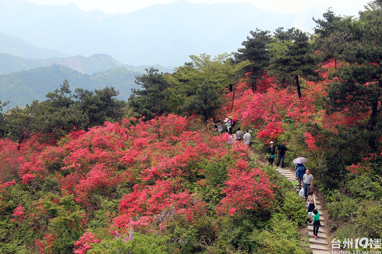 磐安高二杜鹃花节图片