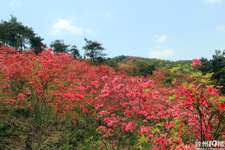 磐安高二杜鹃花节图片