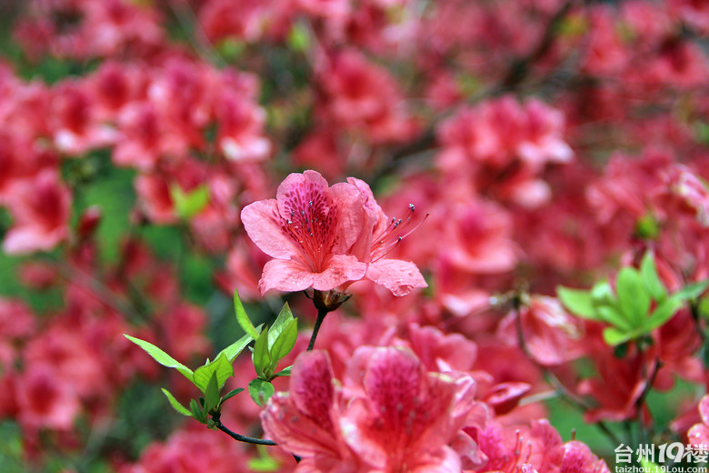 磐安高二杜鹃花节图片