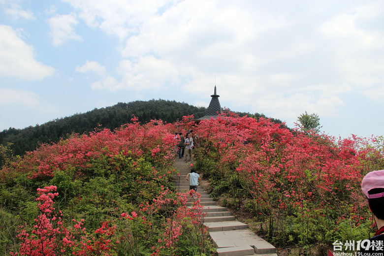 磐安高二杜鹃花节图片