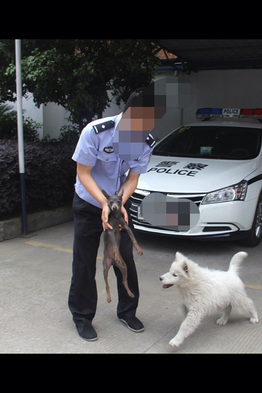 仙居白塔派出所抓到三名狗贩,快看看里面有没有你家的狗