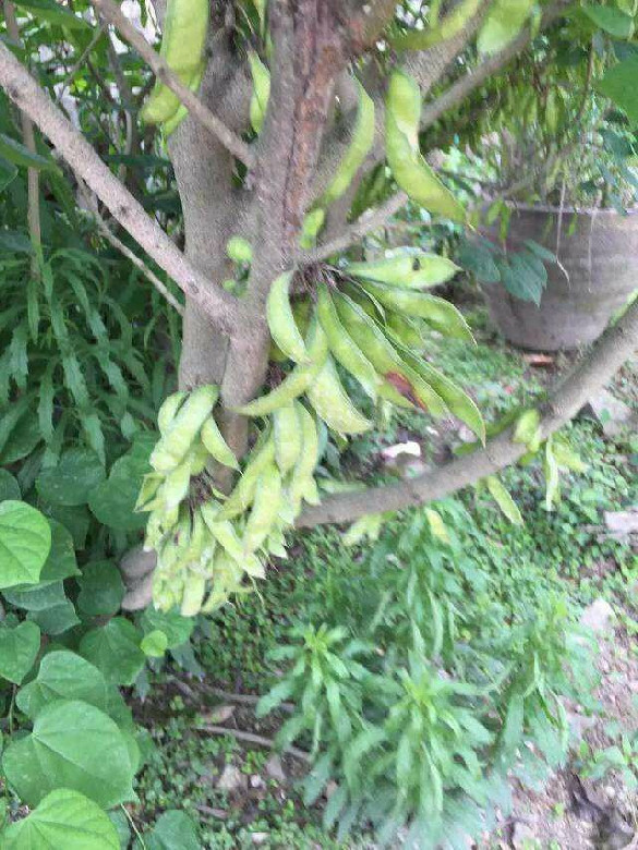 毛豆树咋这么大谁见过