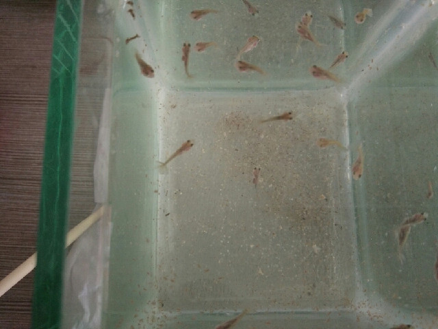 问下各位小金鱼可以吃什么-讲白搭-台州19楼