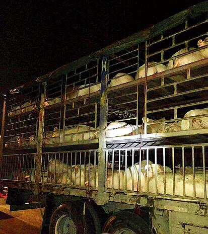 一车猪堵高速濒死司机心焦宝马男掏20多万买下