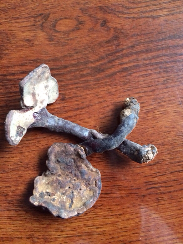 表舅送的灵芝保管不当全部被虫蛀了