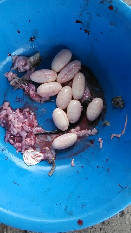 刚从一条眼睛蛇肚子里掏出来的蛇蛋,能吃吗?