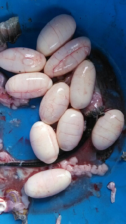 刚从一条眼睛蛇肚子里掏出来的蛇蛋能吃吗