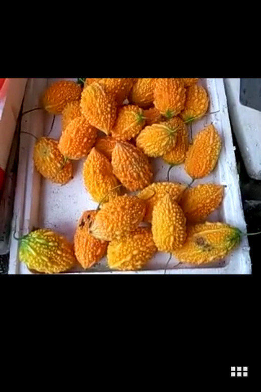 小时候经常见的利刺瓜现在也不多了