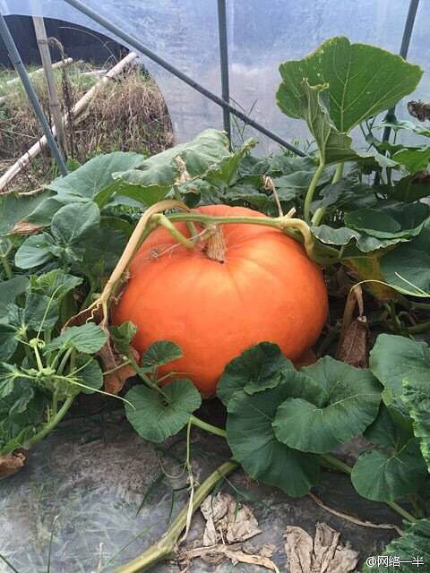 黄岩东溪村牟永胜书记种的南瓜王138斤