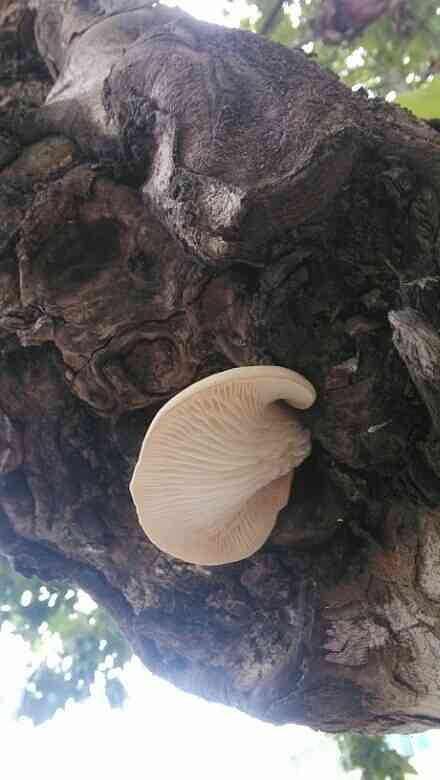 树上长平菇