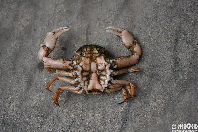 乌龟壳八只脚二大钳这是什么生物