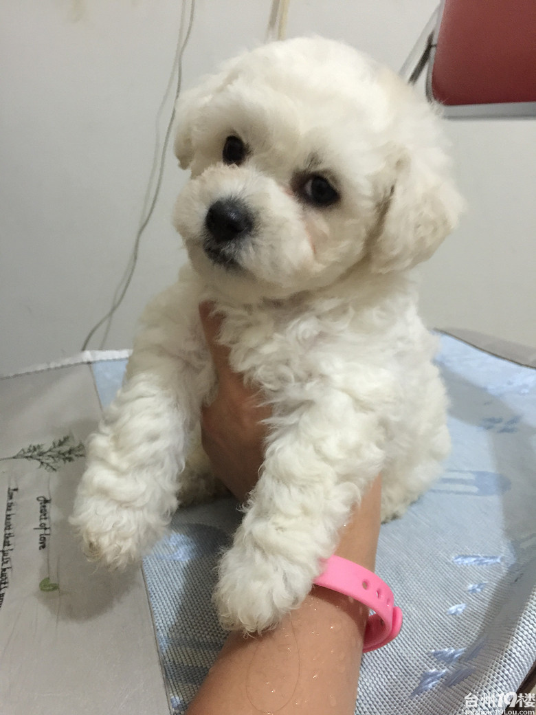 比熊犬疫苗驱虫