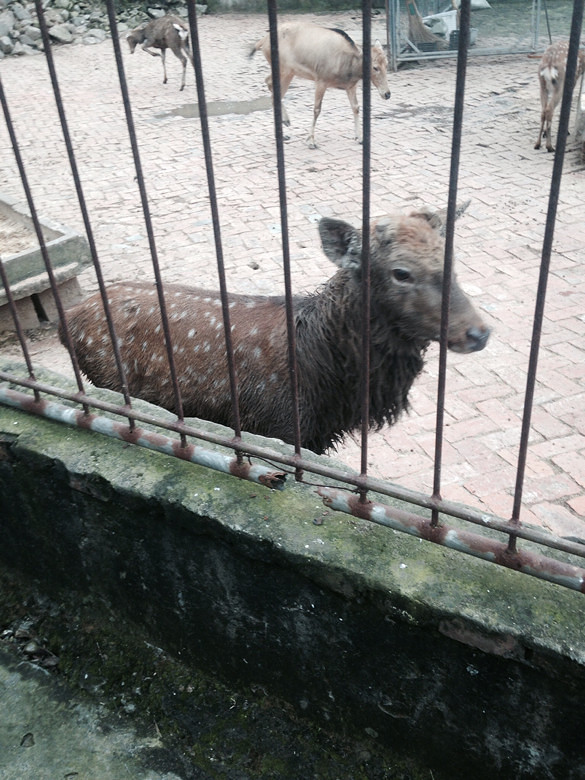 温岭动物园里面就几只痩不拉几的动物里面