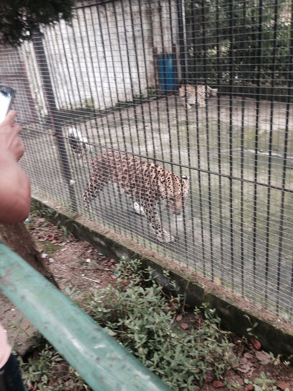 温岭动物园里面就几只痩不拉几的动物里面