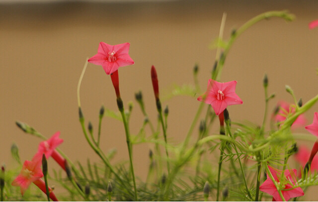 茑萝别名有五星花游龙草羽叶茑萝
