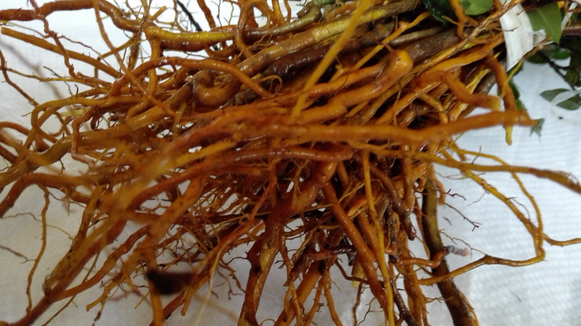 哪里能挖到这种野生的锈花针虎刺.大家帮帮忙找找