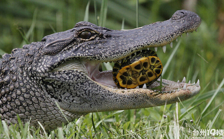 鳄鱼吞食乌龟和蛇少儿不宜