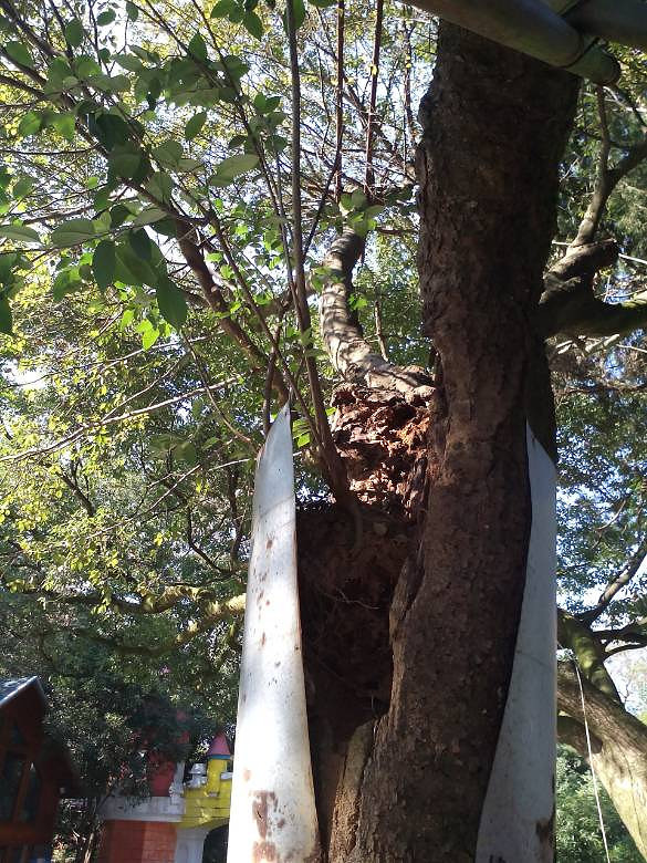 百年老朴树树中居然长出小朴树