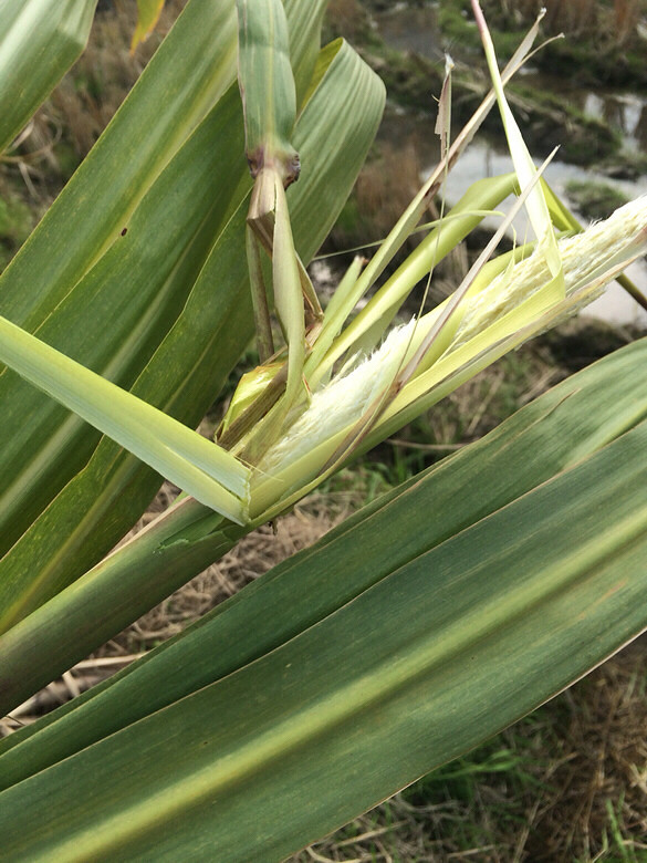有多少人见过甘蔗开花我这就是甘蔗花
