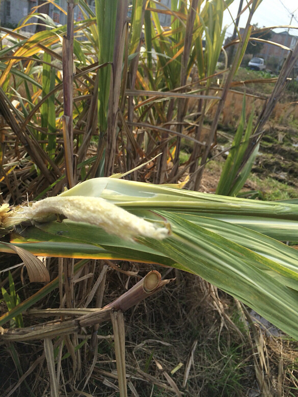 有多少人见过甘蔗开花我这就是甘蔗花