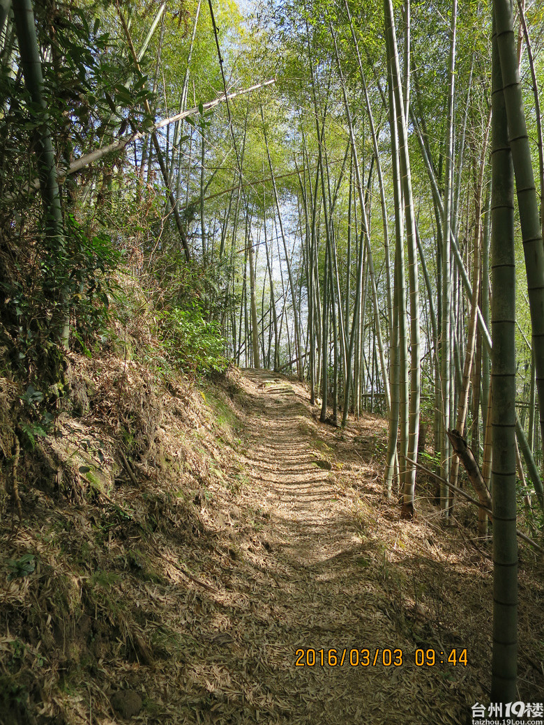 竹林中的山道