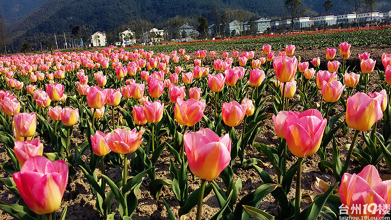 临海上江村百花园票价图片