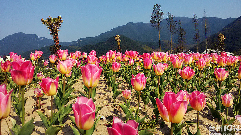 临海江南街道上江村百花园