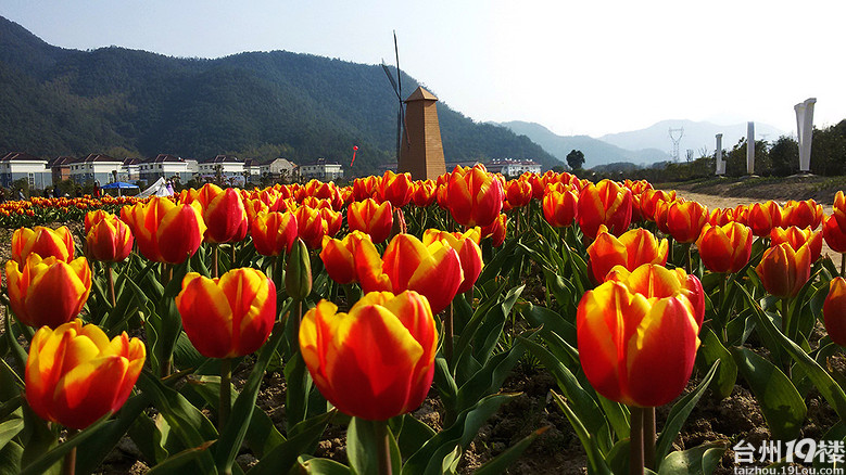 临海江南街道上江村百花园