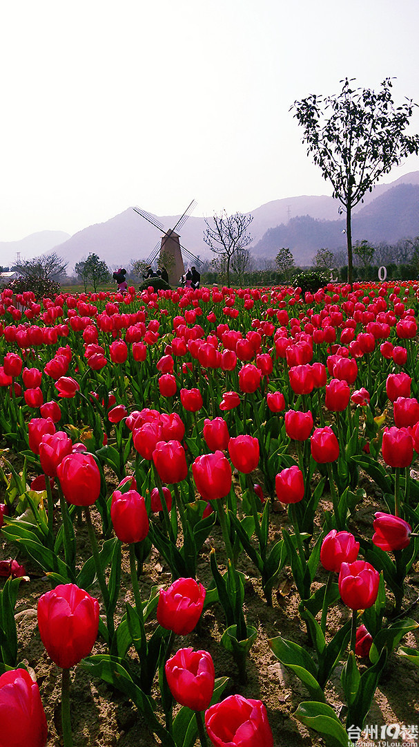 尤溪上江百花园图片