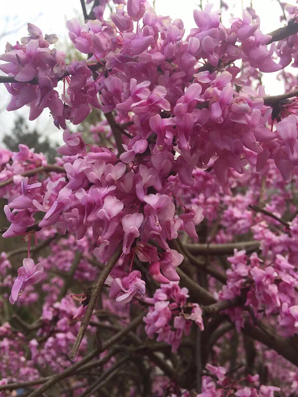 旅游日记我大赤城山紫荆花开