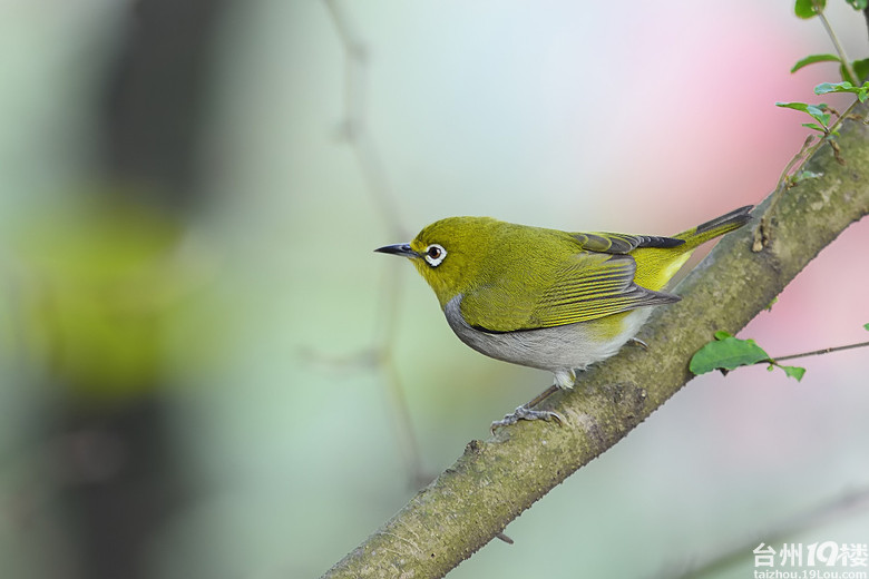 台州的小鸟暗绿绣眼鸟