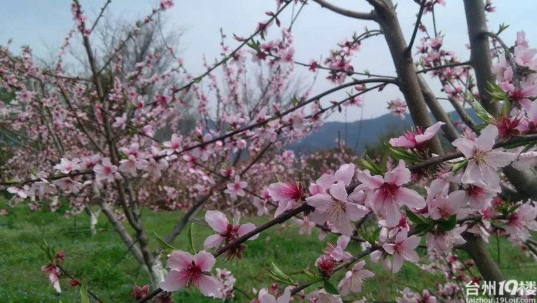 里加山:在那桃花盛开的地方-养眼搞笑-摄影部落